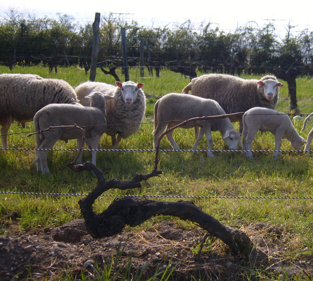Sheep keeping the vineyards in check in the Médoc